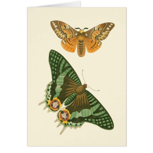 軽縁ど蝶絵画の (正面)