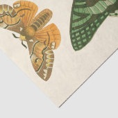 軽縁ど蝶絵画の 薄葉紙 (詳細)