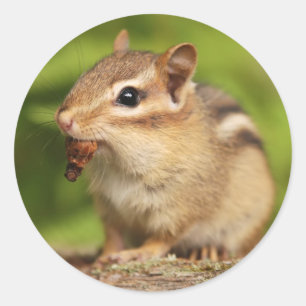 軽食が付いている愛らしいベビーのシマリス ラウンドシール