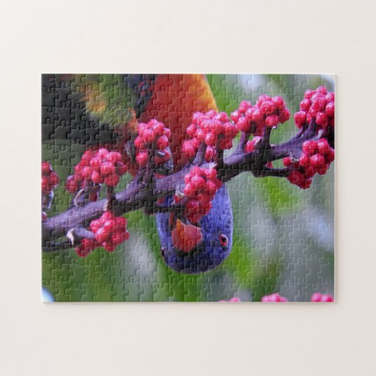 軽食のためにドロップ – Rainbow Lorikeet ジグソーパズル (横)