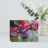 軽食のためにドロップ – Rainbow Lorikeet ポストカード (スタンド正面)