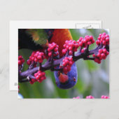 軽食のためにドロップ – Rainbow Lorikeet ポストカード (正面/裏面)