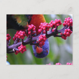 軽食のためにドロップ – Rainbow Lorikeet ポストカード