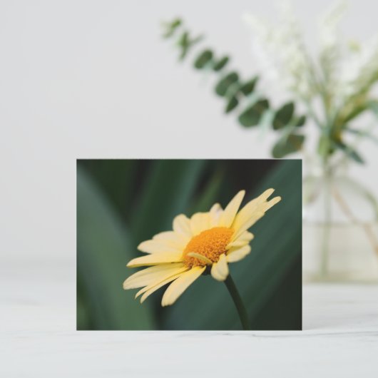輝かしいデイジーの花写真はがき ポストカード (スタンド正面)
