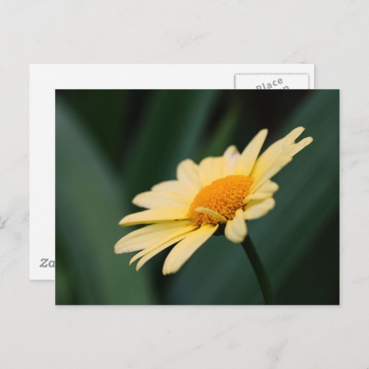 輝かしいデイジーの花写真はがき ポストカード (正面/裏面)