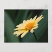輝かしいデイジーの花写真はがき ポストカード (正面)