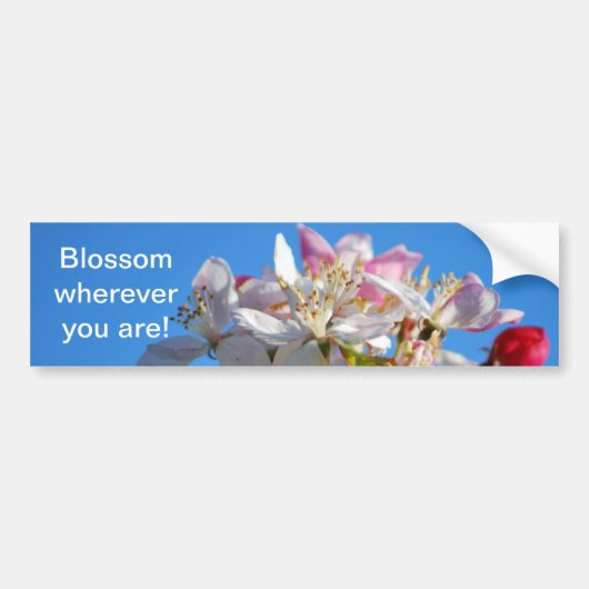 輝くさくらんぼ バンパーステッカー (正面)