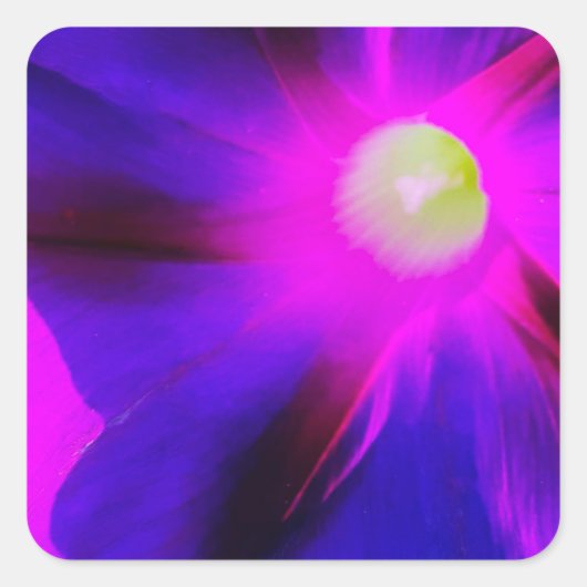 輝くアサガオの花 スクエアシール (正面)