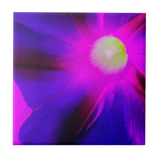 輝くアサガオの花 タイル (正面)