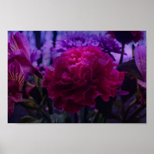 輝くカーネーション ポスター (正面)