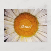 輝くデイジーと露のしずく - Shine! ポストカード (正面)