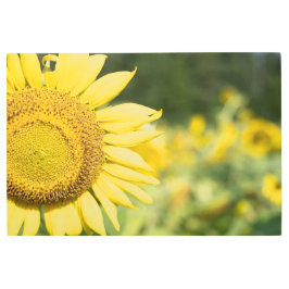 輝くヒマワリ メタルプリント