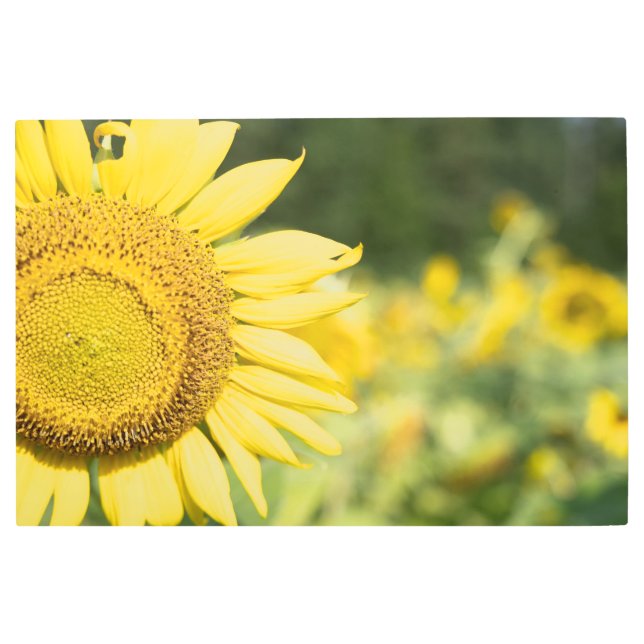 輝くヒマワリ メタルプリント (正面)