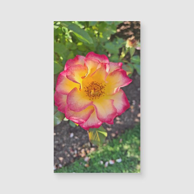 輝くピンクの夏の花開く (正面)