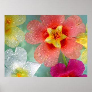 輝くプリムローズ ポスター