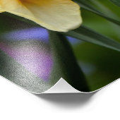 輝く水仙 フォトプリント            (角)