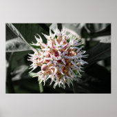 輝く純度:白い華やかなムラサキの花の写真 ポスター (正面)