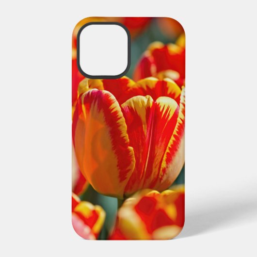 輝く色彩のチューリップ iPhoneケース (裏面)