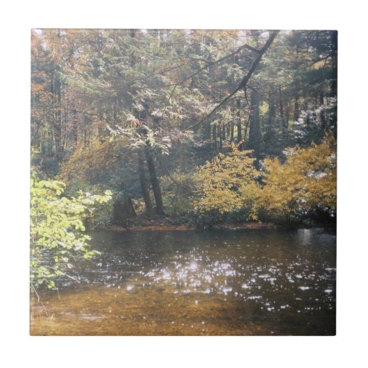 輝く タイル (正面)