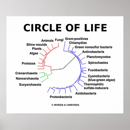 輪（輪状の系統樹） ポスター (正面)