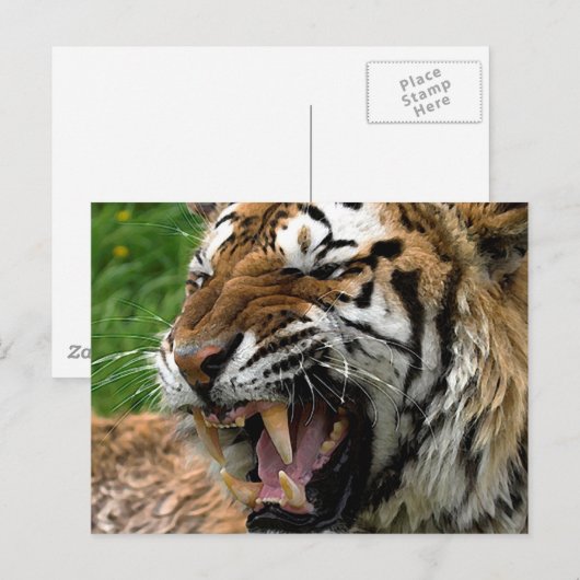 轟く虎 ポストカード (正面/裏面)
