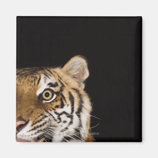 轟音の虎の顔のクローズアップ マグネット (正面)