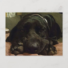 辛抱強く待っている ポストカード