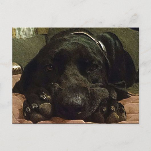 辛抱強く待っている ポストカード (正面)