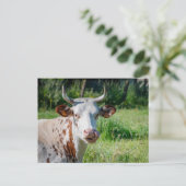農おもしろい畜動物 – 牛のユーモア – 牛の舌 ポストカード (スタンド正面)