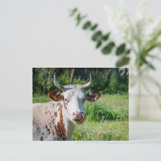 農おもしろい畜動物 – 牛のユーモア – 牛の舌 ポストカード (スタンド正面)