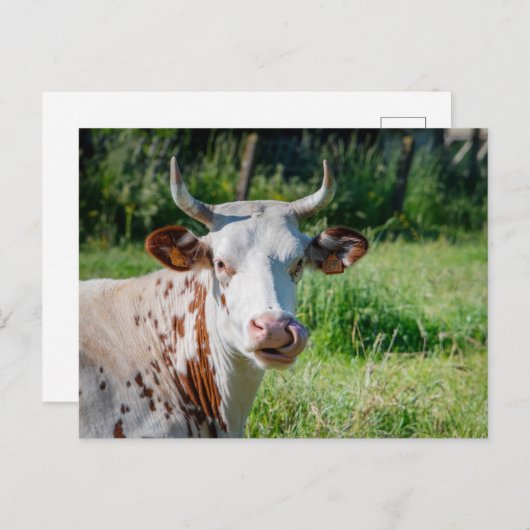 農おもしろい畜動物 – 牛のユーモア – 牛の舌 ポストカード (正面/裏面)