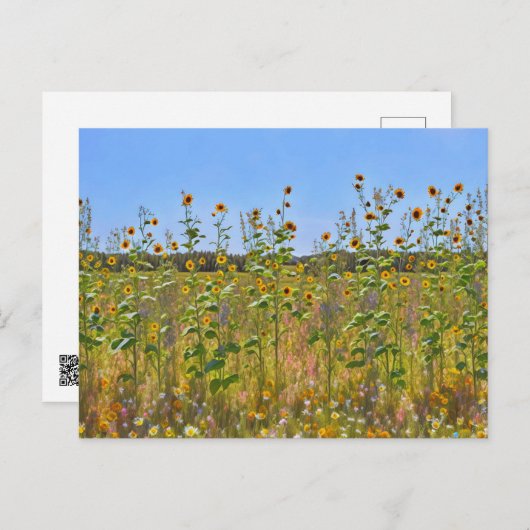 農園かわいらし塀の花はがきに咲くヒマワリ ポストカード (正面/裏面)