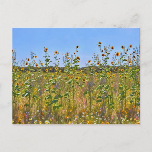 農園かわいらし塀の花はがきに咲くヒマワリ ポストカード (正面)