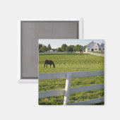 農場での馬の放牧 マグネット (正面/裏面)