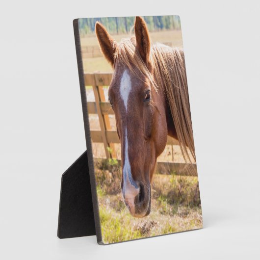 農場で日光に当たる馬の写真 フォトプラーク (側面)