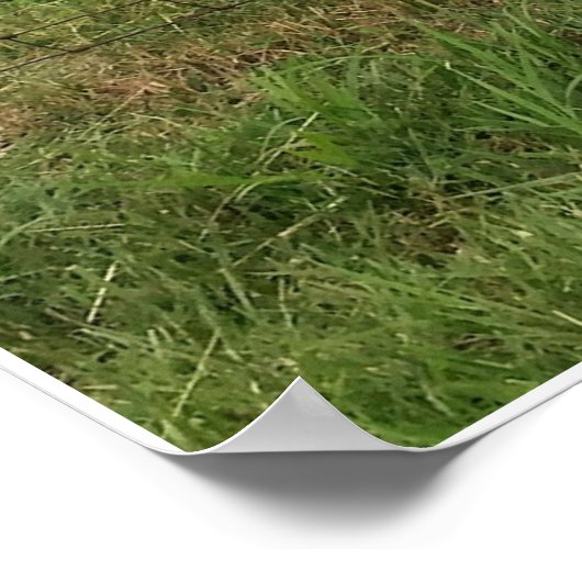 農場のヤギ ポスター (角)