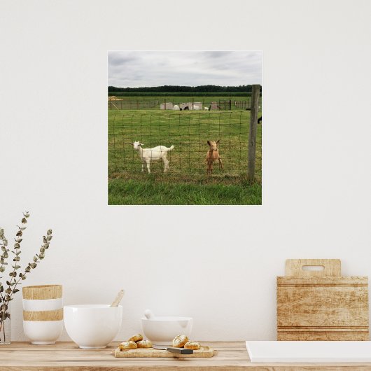 農場のヤギ ポスター (キッチン)