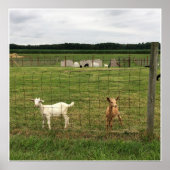 農場のヤギ ポスター (正面)