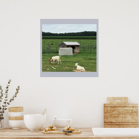 農場のヤギ ポスター (キッチン)