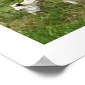 農場のヤギ ポスター (角)