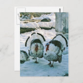 農場の七面鳥 ポストカード (正面/裏面)