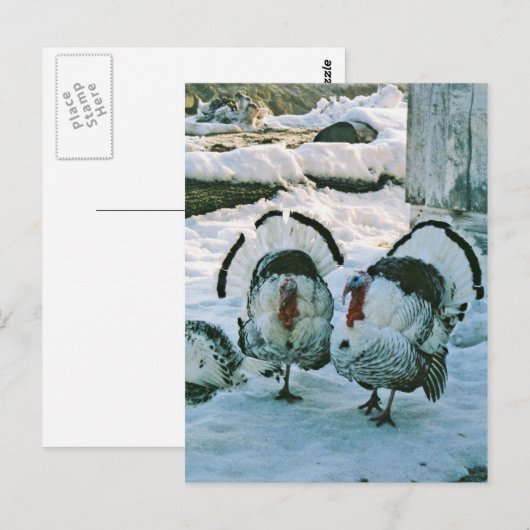 農場の七面鳥 ポストカード (正面/裏面)