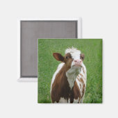 農場の乳牛 マグネット (正面/裏面)