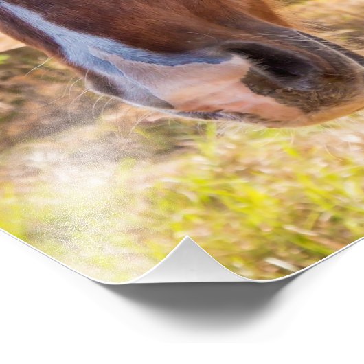 農場の写真で茶色の馬のクローズアップ フォトプリント (角)