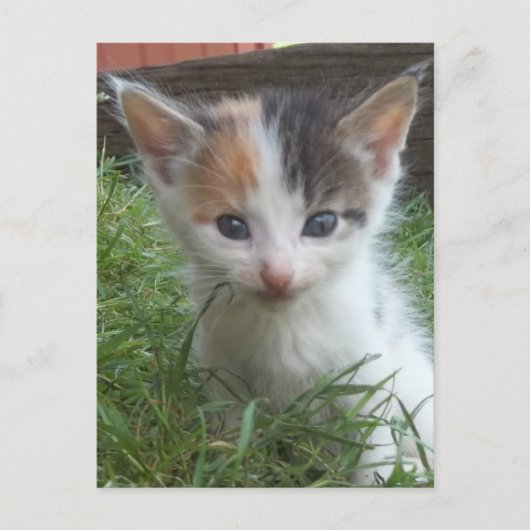 農場の子猫 ポストカード (正面)