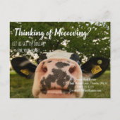 農場の牛の紹介実在財産マーケティング販売 ポストカード (正面)