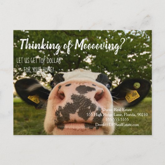 農場の牛の紹介実在財産マーケティング販売 ポストカード (正面)