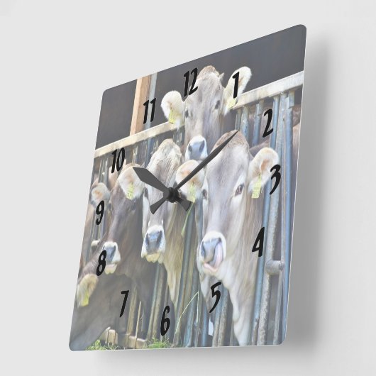 農場の牛の群れ スクエア壁時計 (傾斜)
