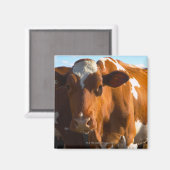 農場の牛 マグネット (正面/裏面)