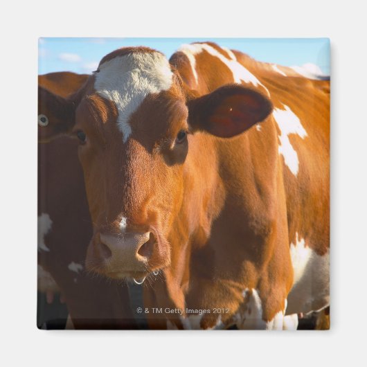 農場の牛 マグネット (正面)